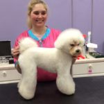 Cammie the Bichon Frise in the Asian Fusion Hair Style Side