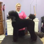 Chanel the Standard Poodle in the Modern Show Clip