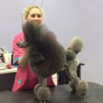 Chip Show Mini Silver Poodle Side View