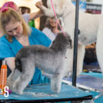 T.O. Grooming Show – June 2017