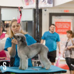 T.O. Grooming Show – June 2017